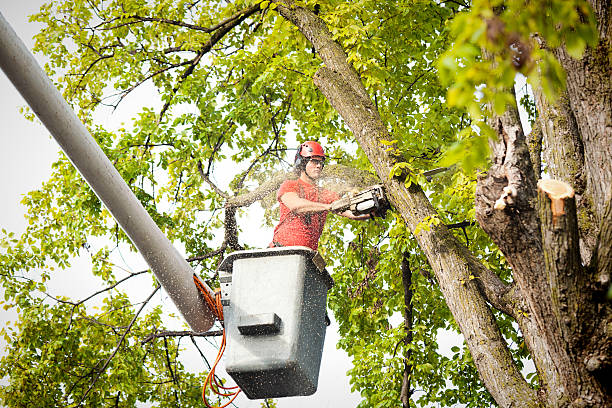 Best Tree Removal Service  in USA